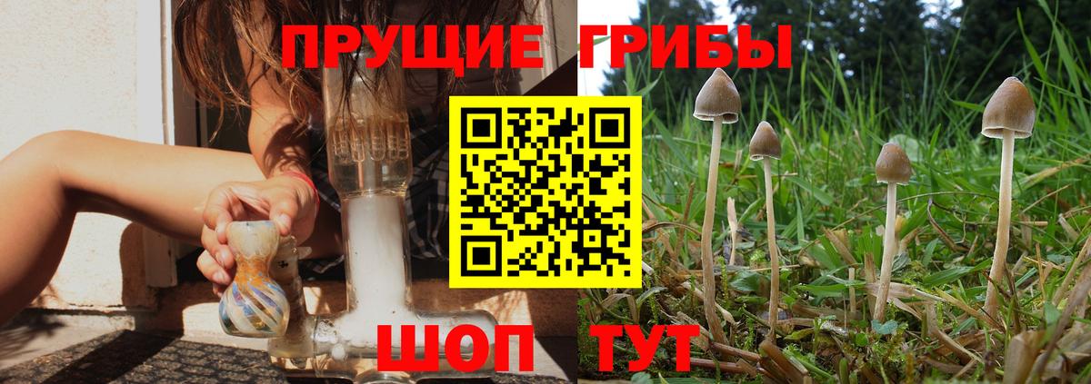 Армавир  купить  сайты  Вход с VPN  Псилоцибиновые грибы Psilocybe 